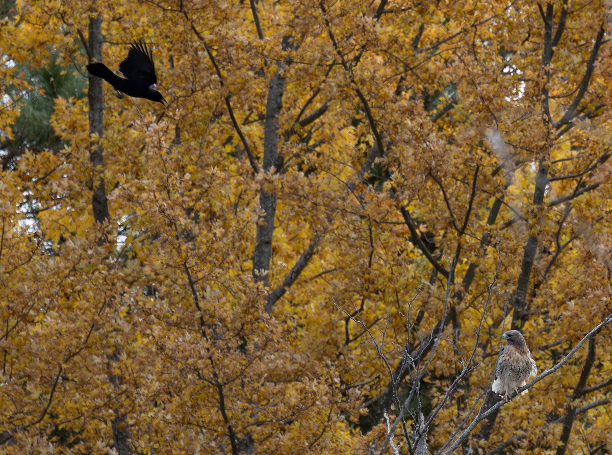 Rotschwanzbussard - ML645974867