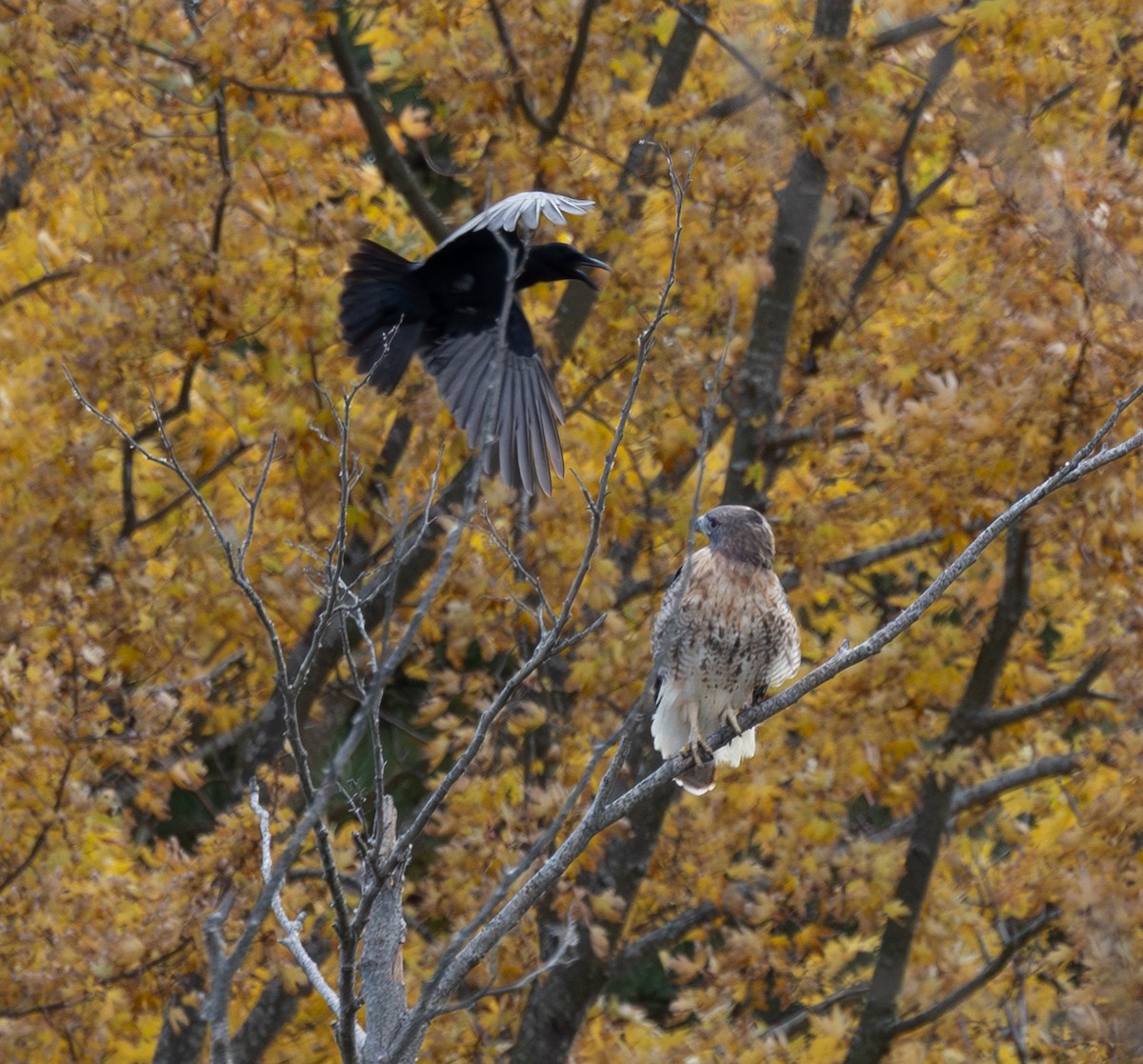 Rotschwanzbussard - ML645974868