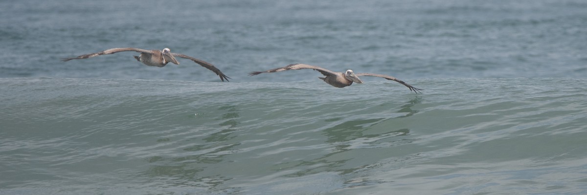 Braunpelikan - ML645974869