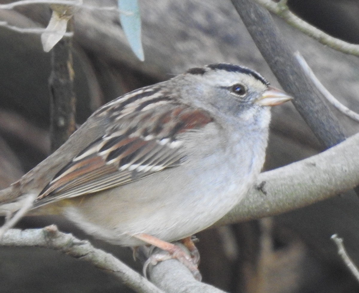 White-crowned x White-throated Sparrow (hybrid) - ML645974870