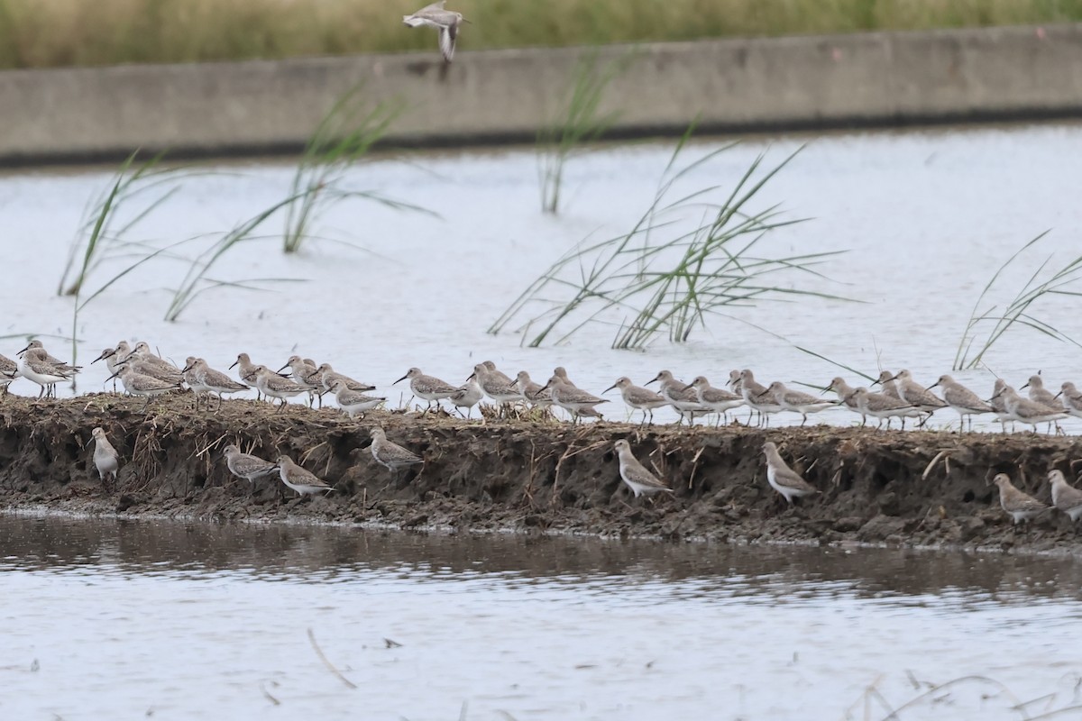 Alpenstrandläufer - ML645974871