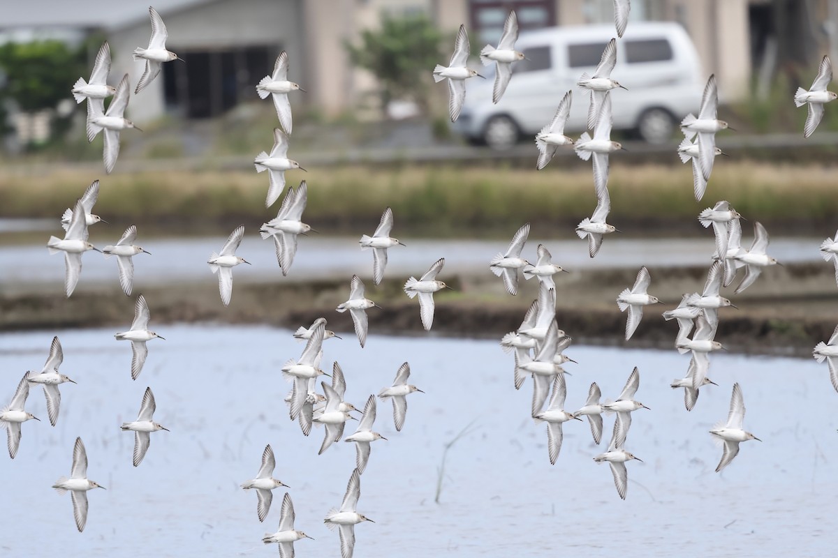 Alpenstrandläufer - ML645974872