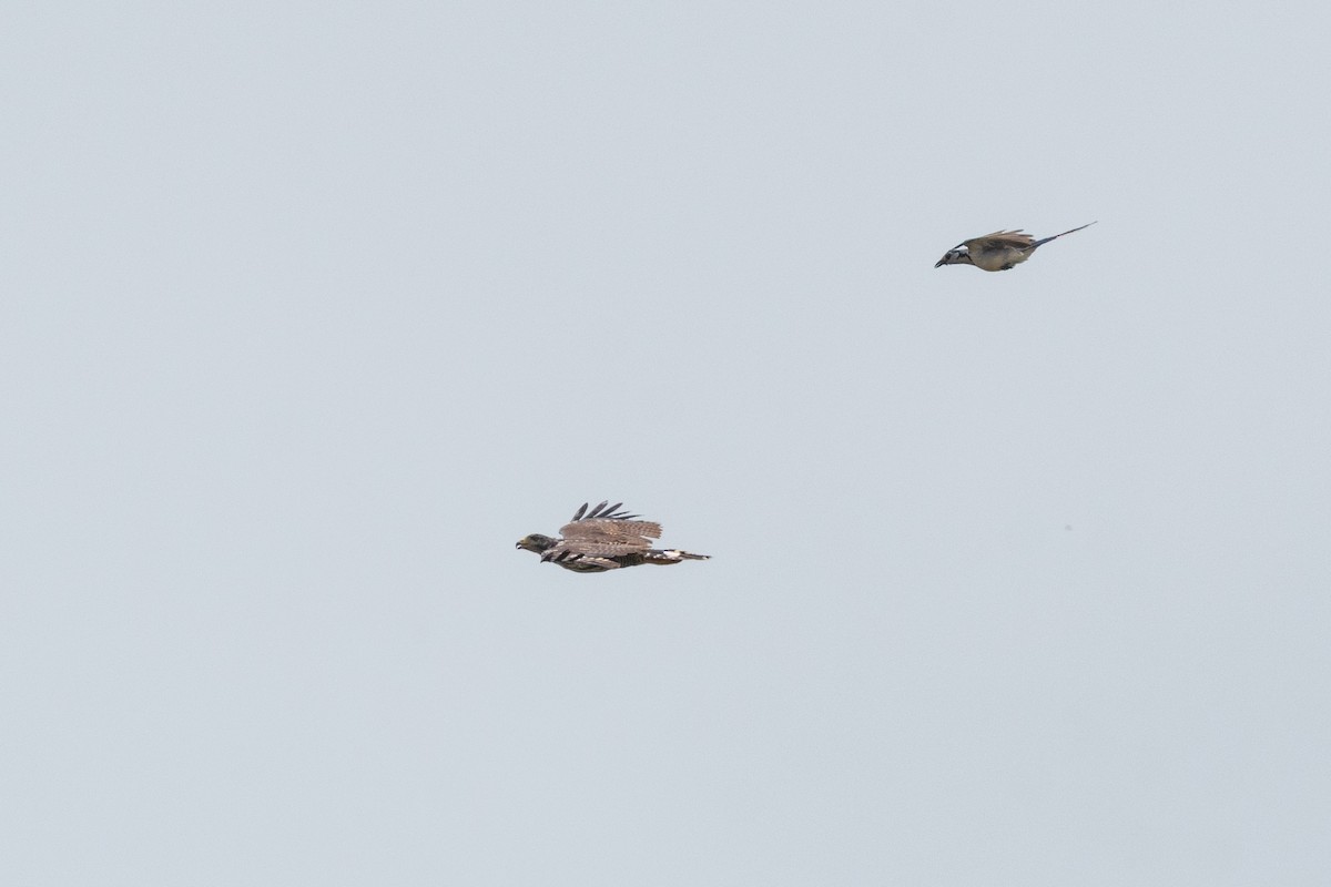 Gelbkopfkarakara - ML645974877