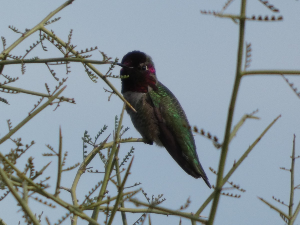 Annakolibri - ML645974878