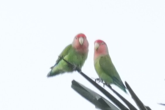 Rosenköpfchen - ML645974879