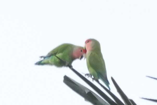 Rosenköpfchen - ML645974880