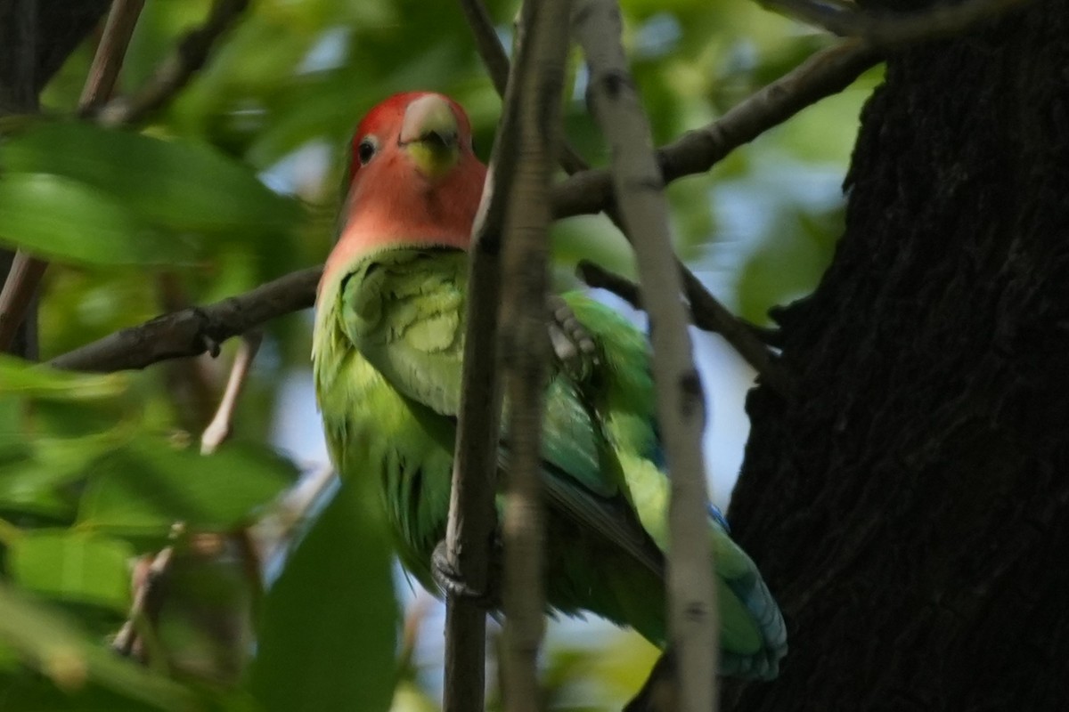 Rosenköpfchen - ML645974881