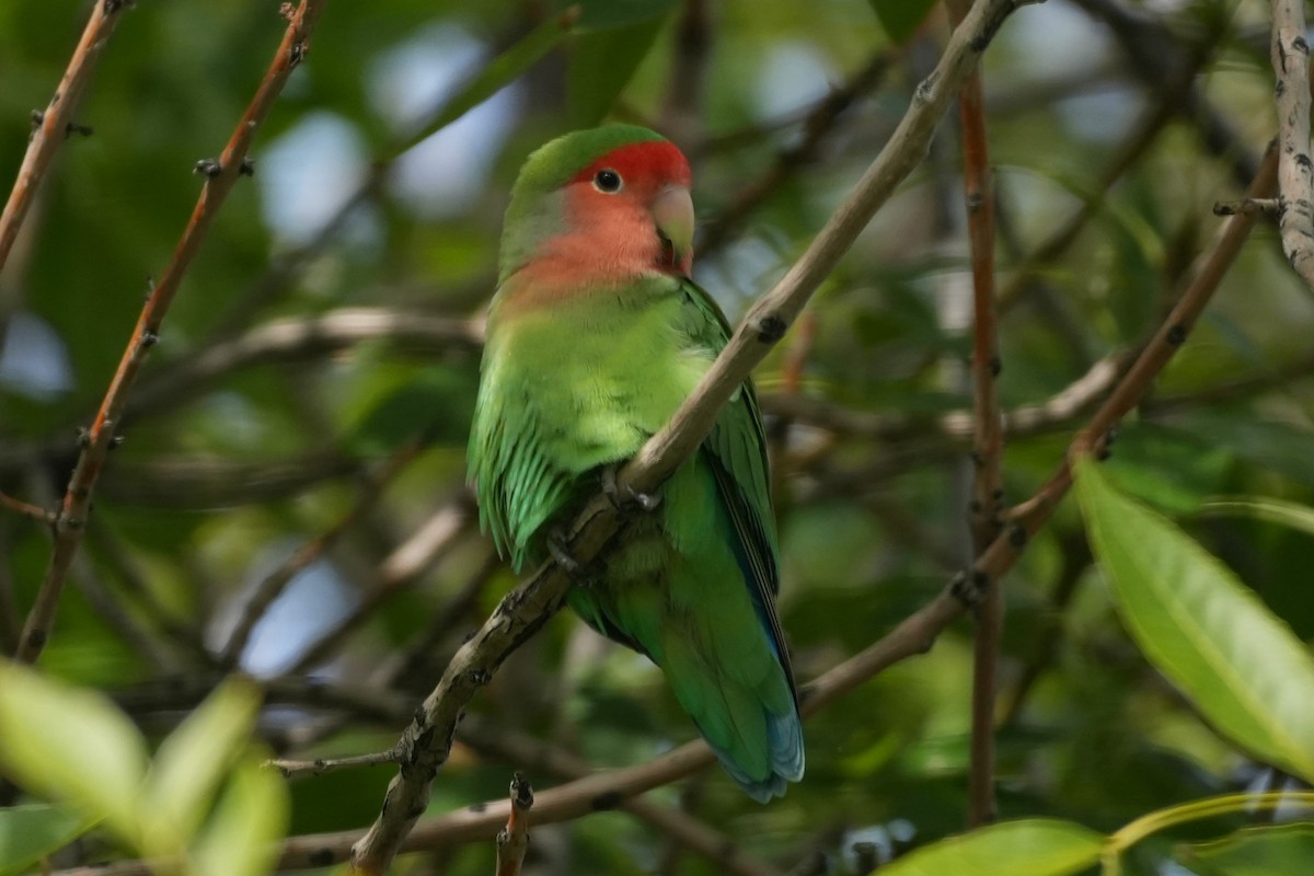 Rosenköpfchen - ML645974882