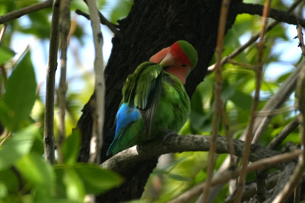 Rosenköpfchen - ML645974883