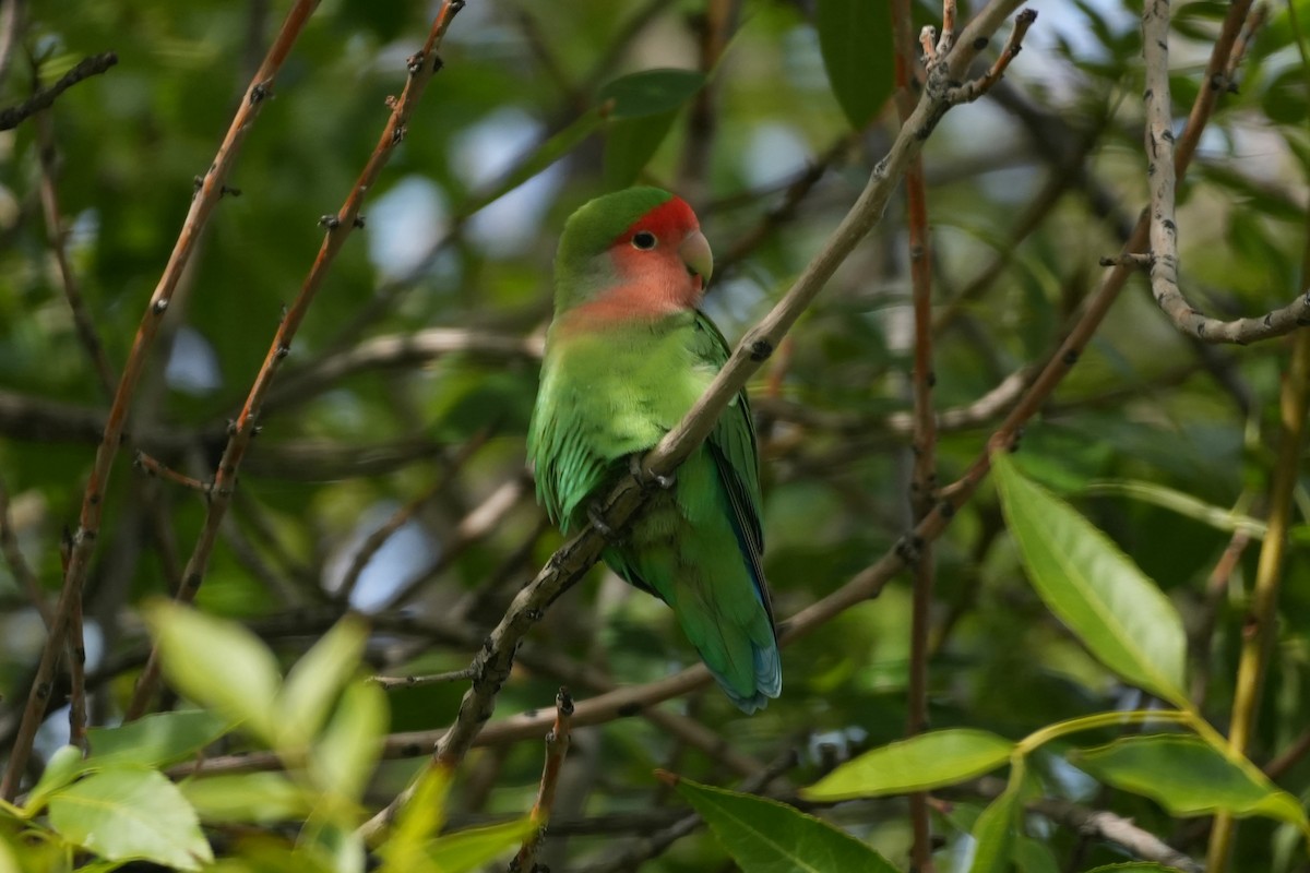 Rosenköpfchen - ML645974884