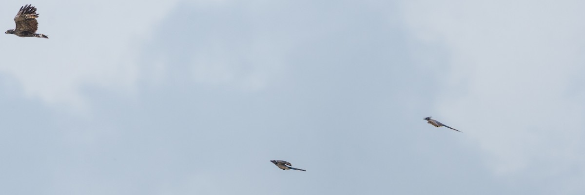 Weißkehl-Elsternhäher - ML645974885