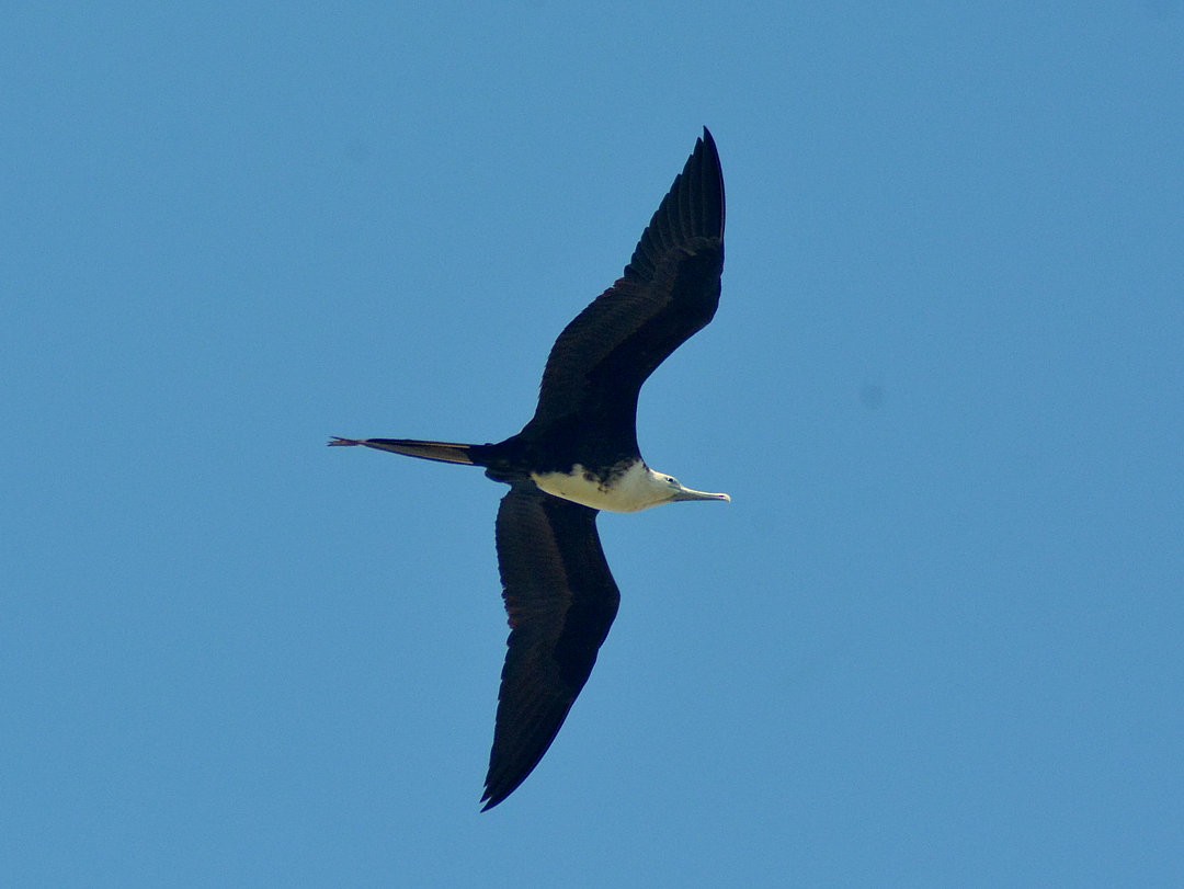 Prachtfregattvogel - ML645974886