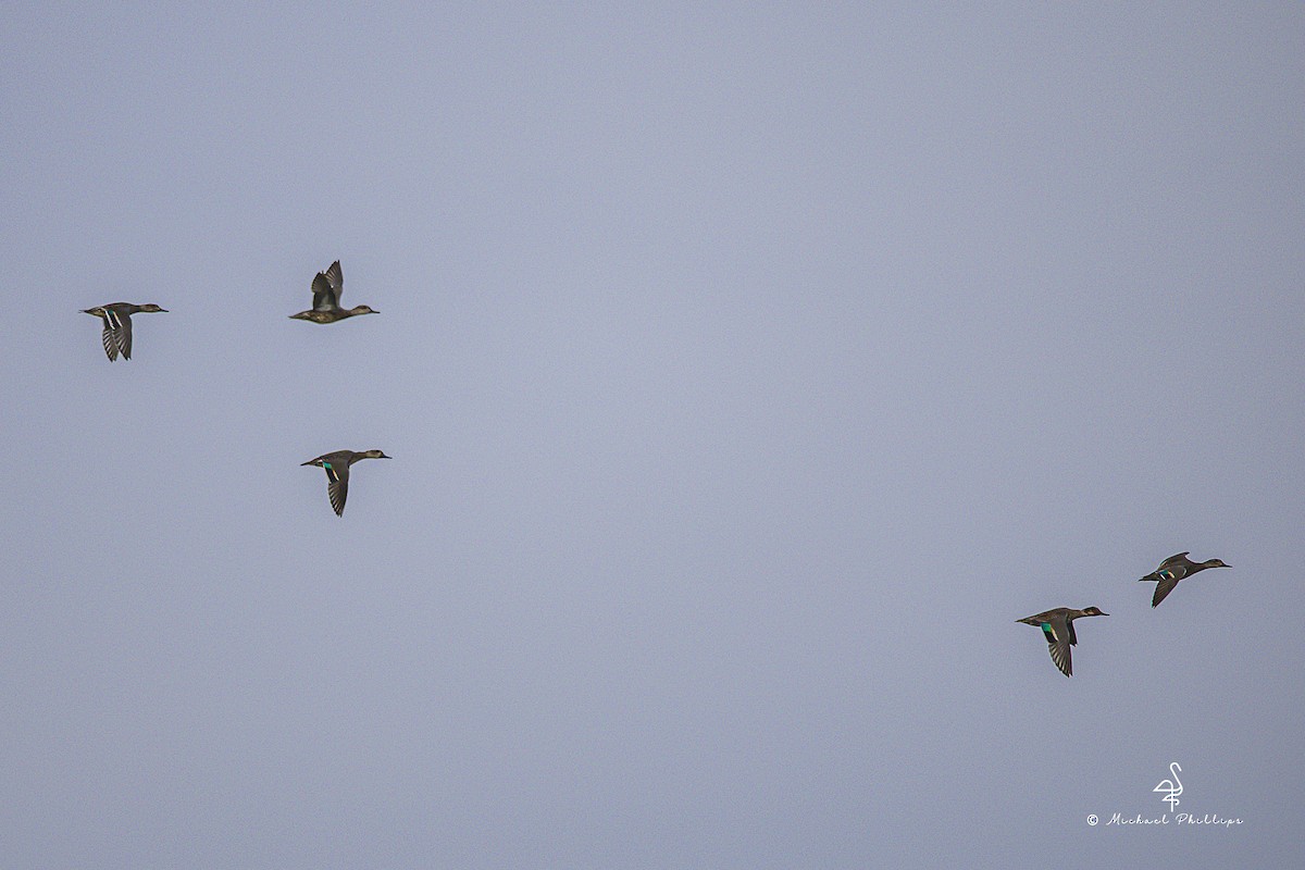 Krickente - ML645974888