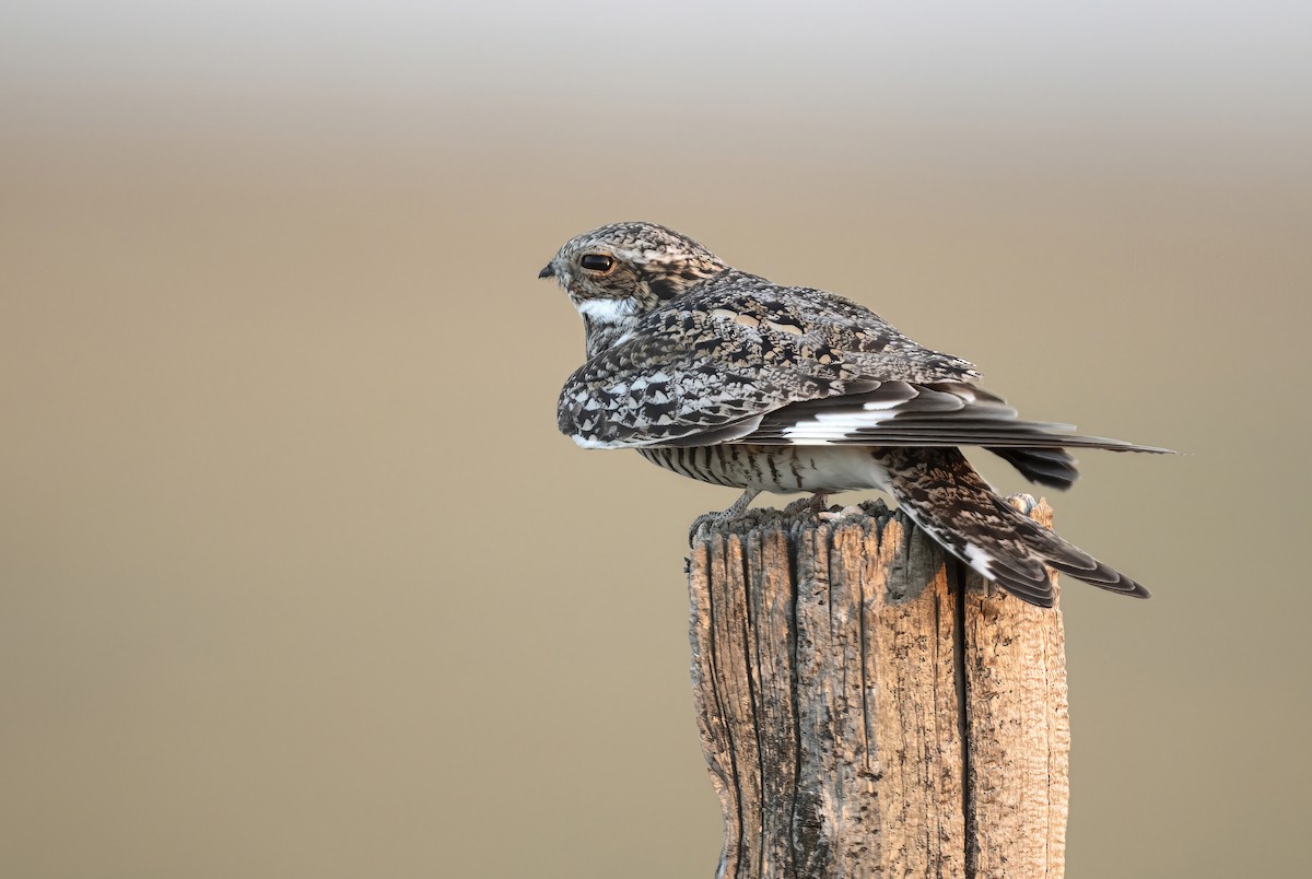 Common Nighthawk - ML645974889