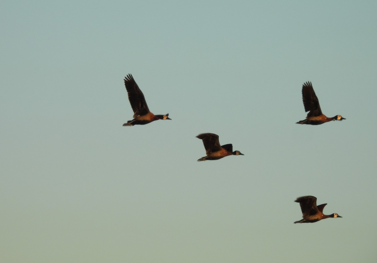 Witwenpfeifgans - ML645974890