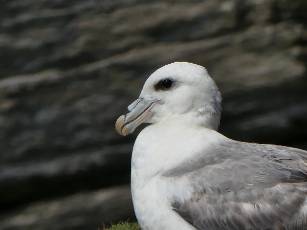 Eissturmvogel - ML645974894