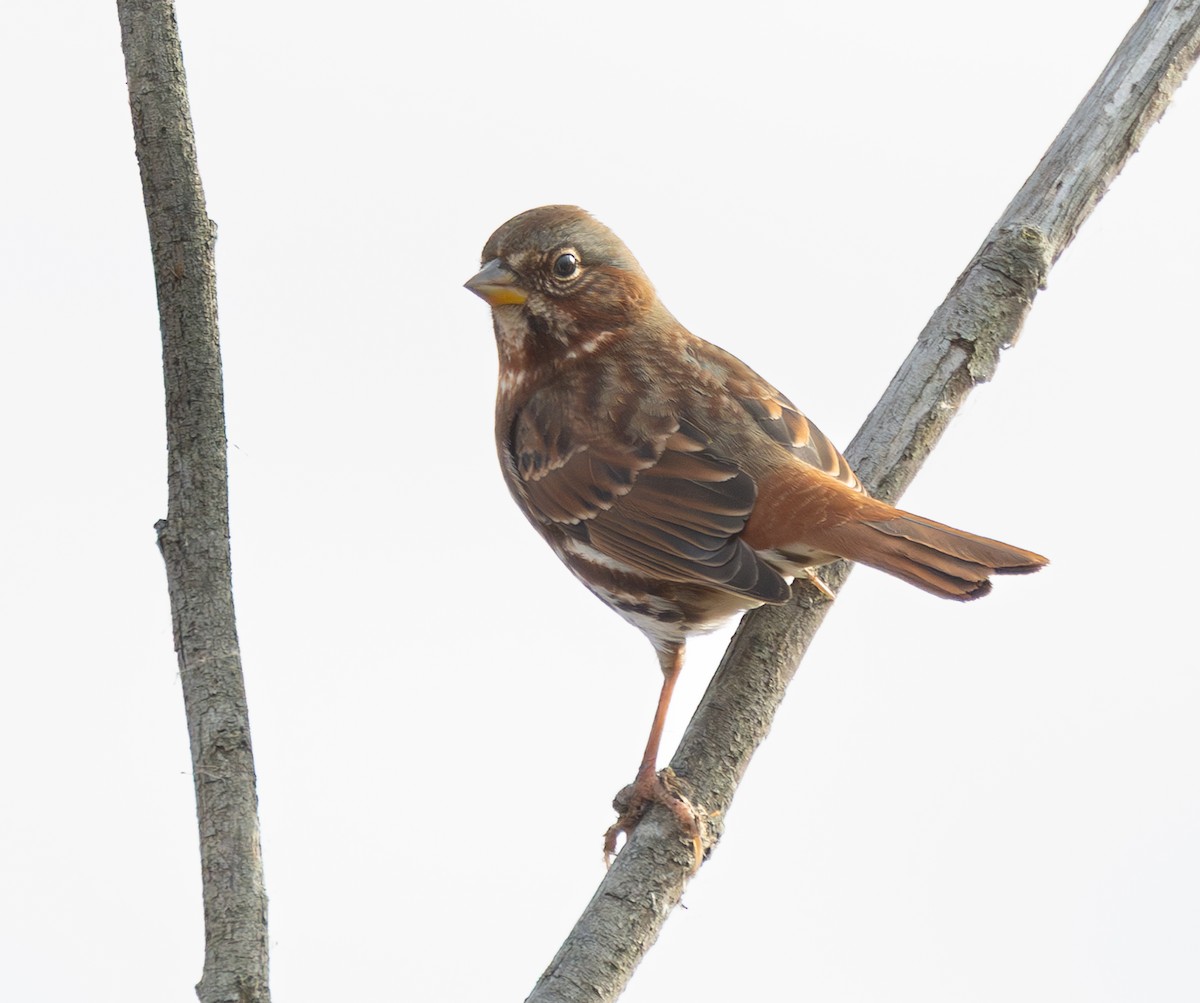 Fuchsammer - ML645974896