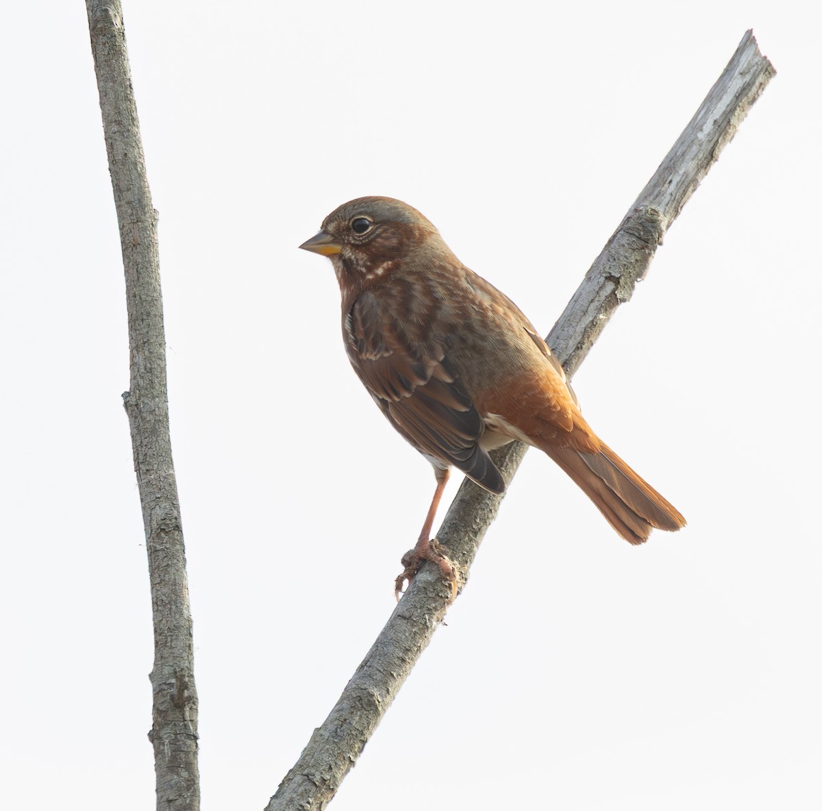 Fuchsammer - ML645974898