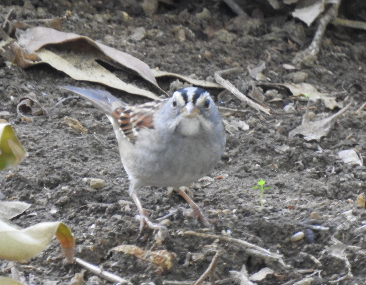 White-crowned x White-throated Sparrow (hybrid) - ML645974903