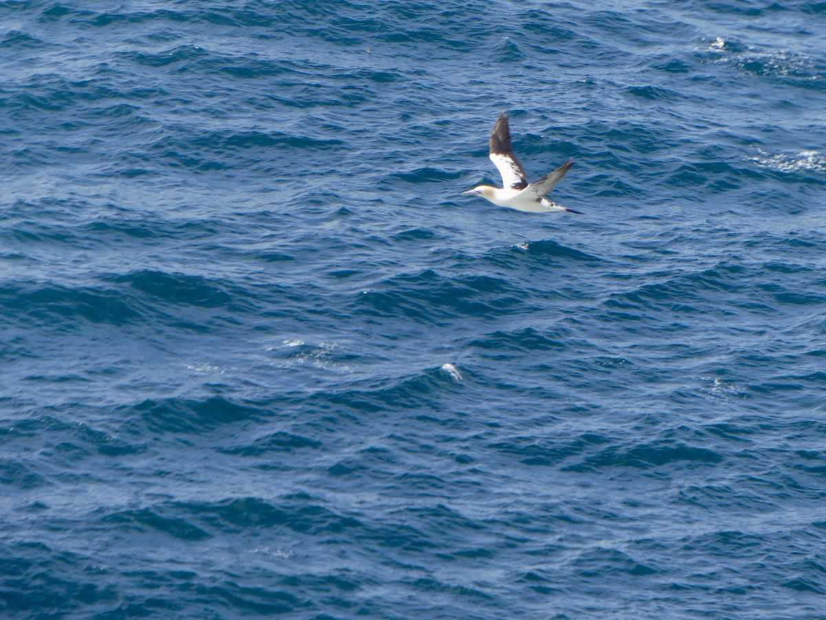 Northern Gannet - ML645974911