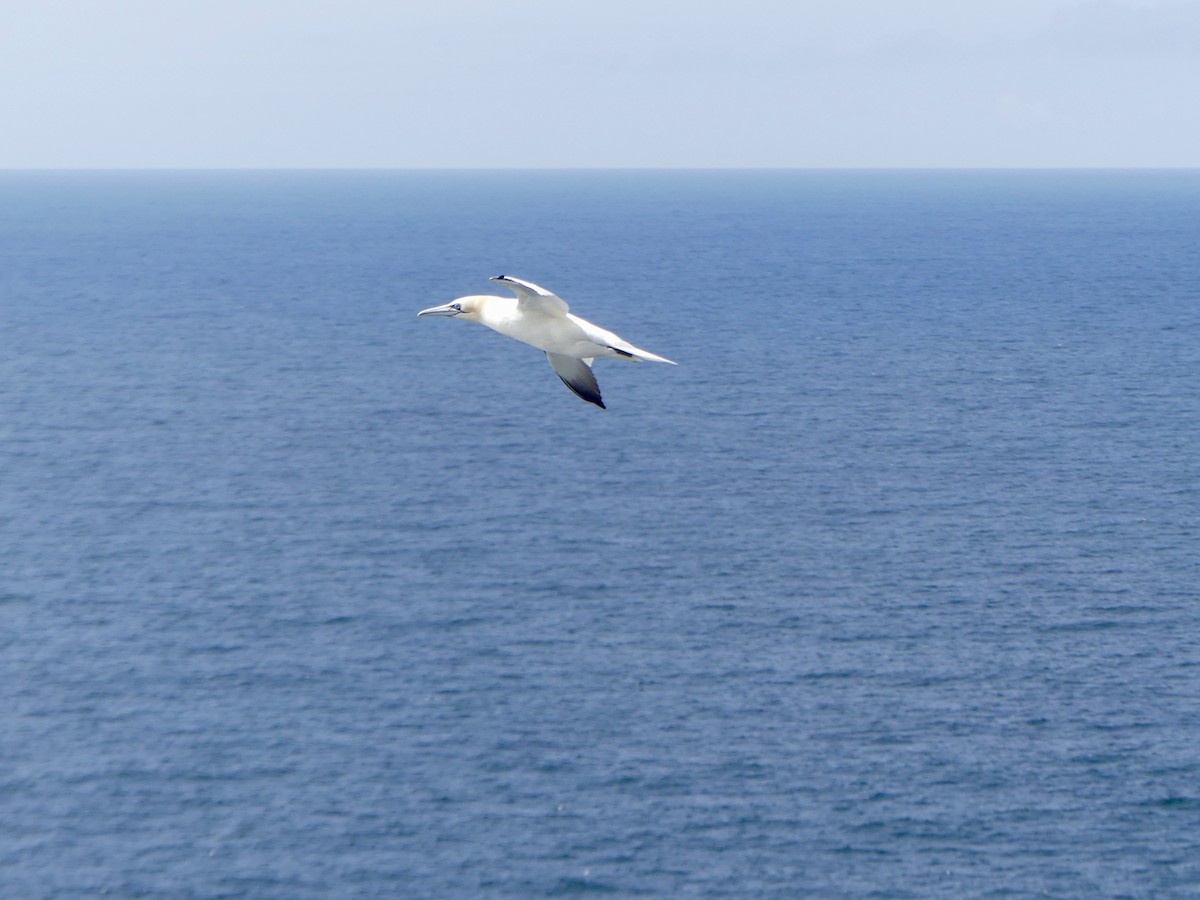 Northern Gannet - ML645974912