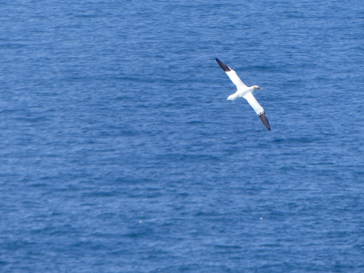 Northern Gannet - ML645974913