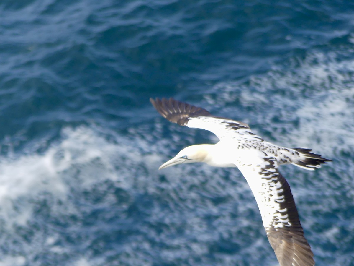 Northern Gannet - ML645974914