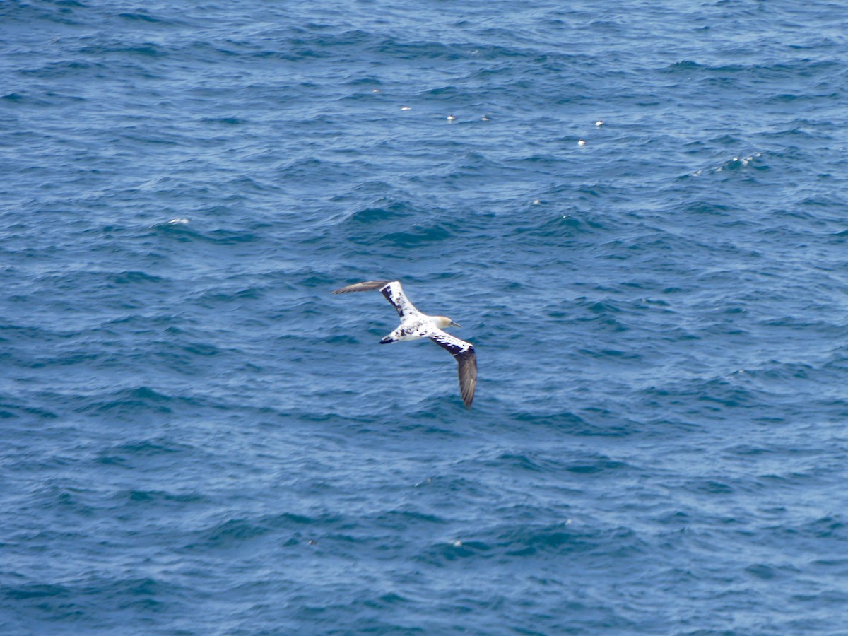Northern Gannet - ML645974915