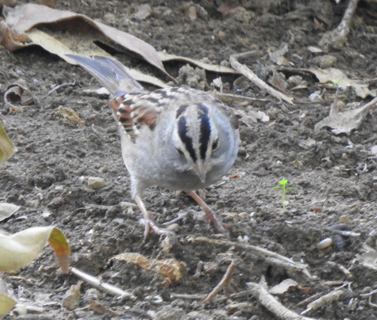 White-crowned x White-throated Sparrow (hybrid) - ML645974917