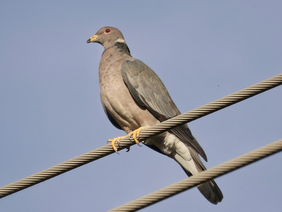 Band-tailed Pigeon - ML645974921