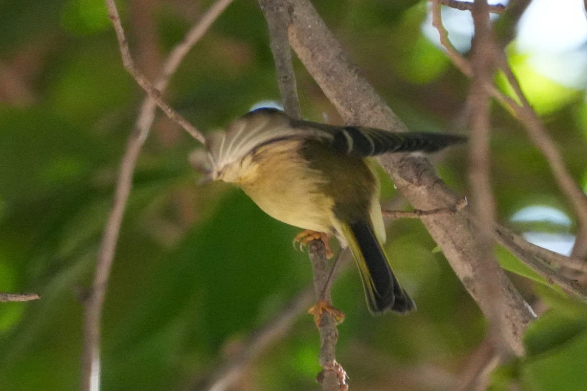 Ruby-crowned Kinglet - ML645974924