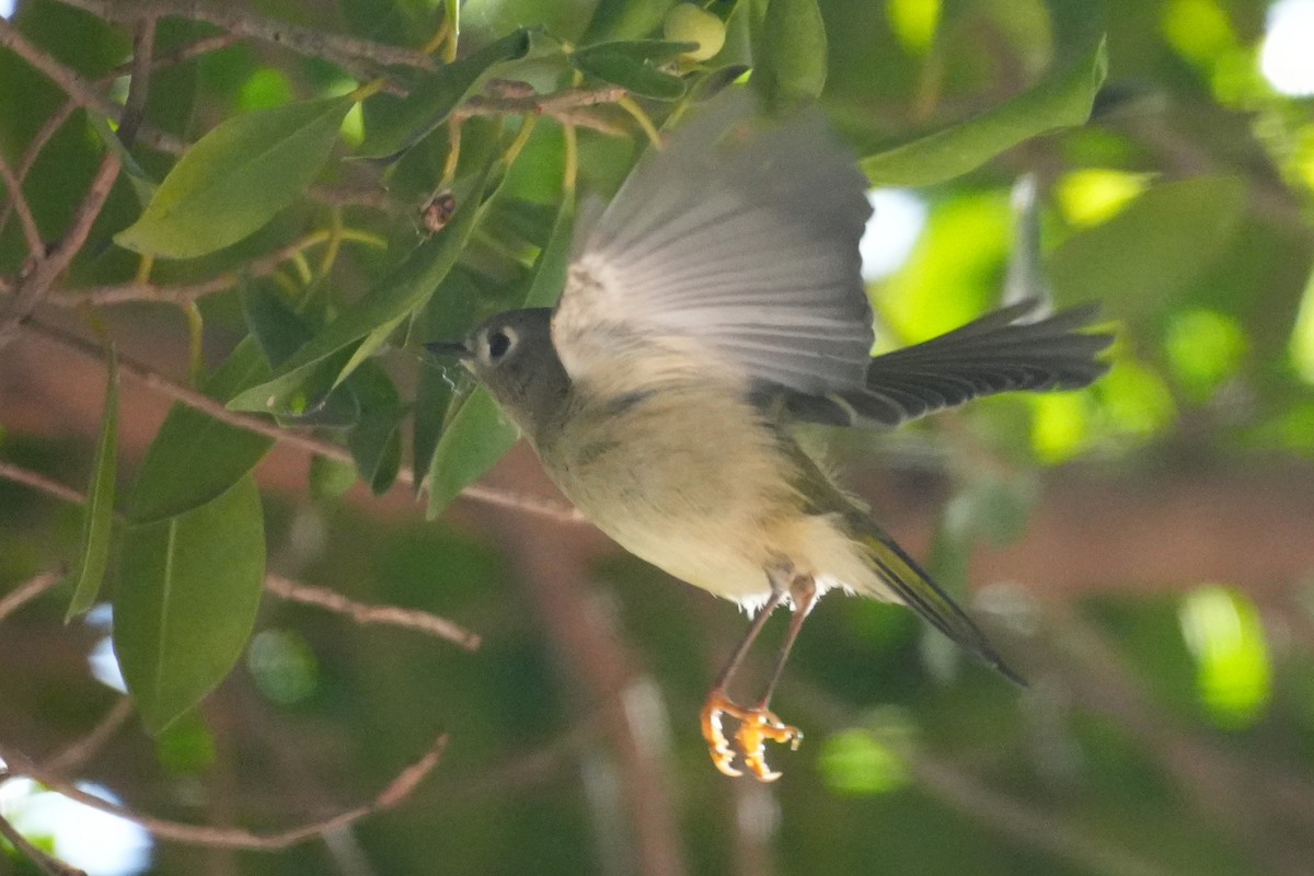 Ruby-crowned Kinglet - ML645974925