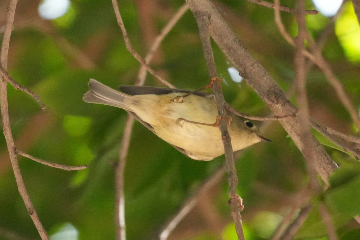 Ruby-crowned Kinglet - ML645974926