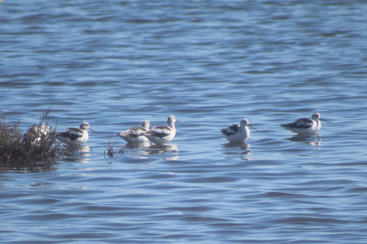 Abozeta laranja - ML645974938