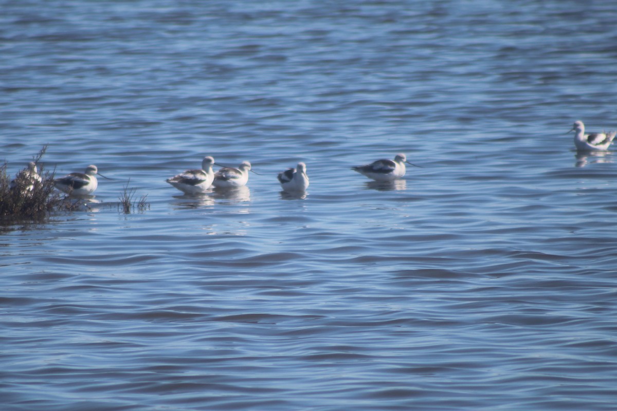 Abozeta laranja - ML645974939