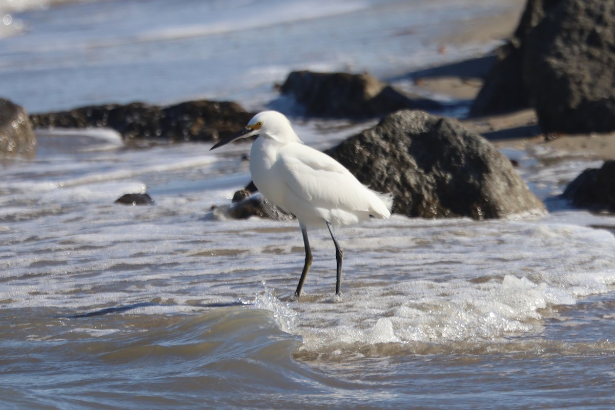 Snowy Egret - ML645974940