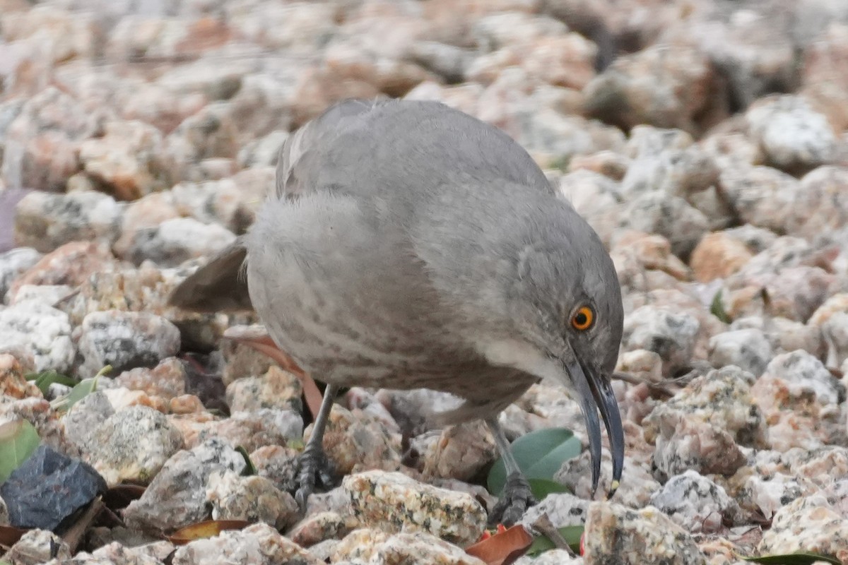 Curve-billed Thrasher - ML645974941