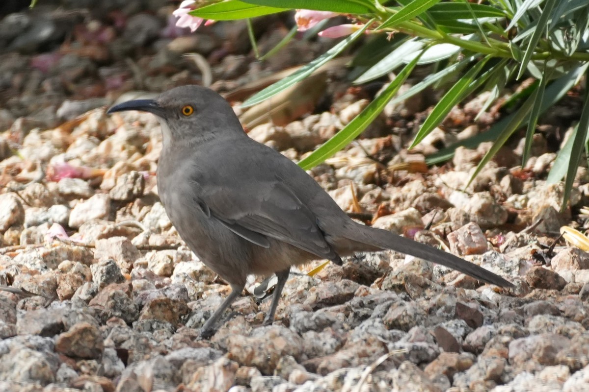 Curve-billed Thrasher - ML645974942