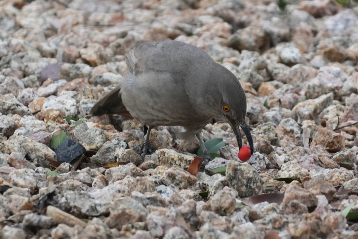 Curve-billed Thrasher - ML645974943