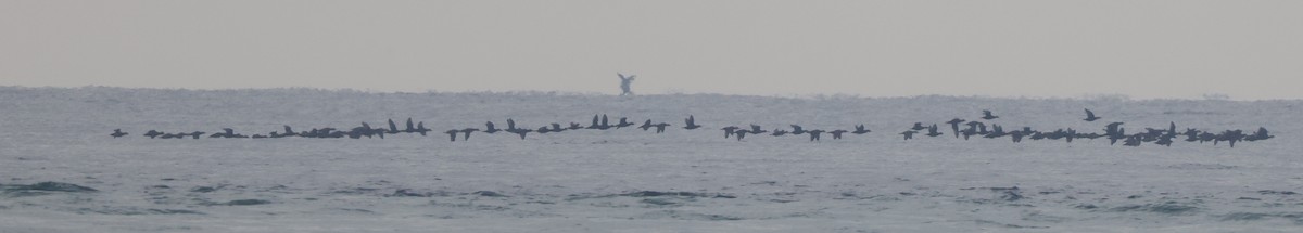 Ahatebeltz amerikarra - ML645974944