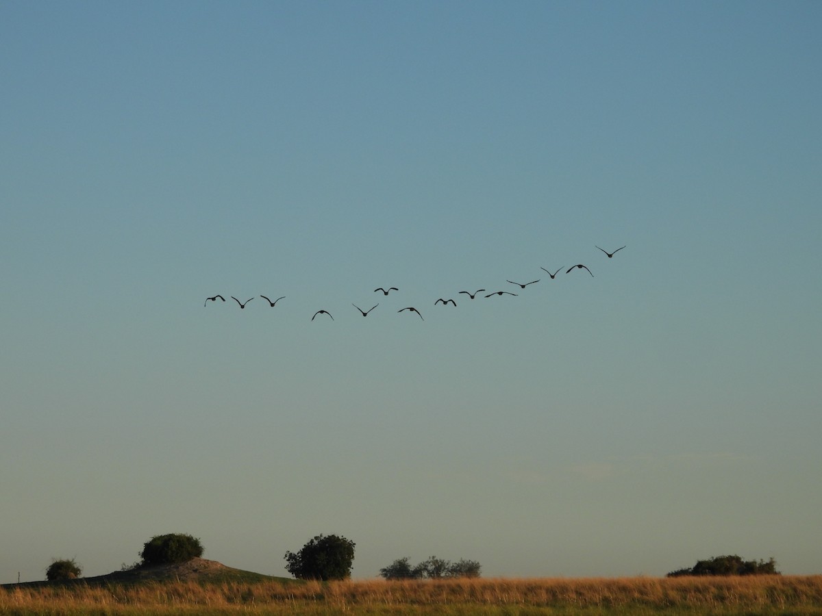 Zuhaitz-ahate musuzuria - ML645974945