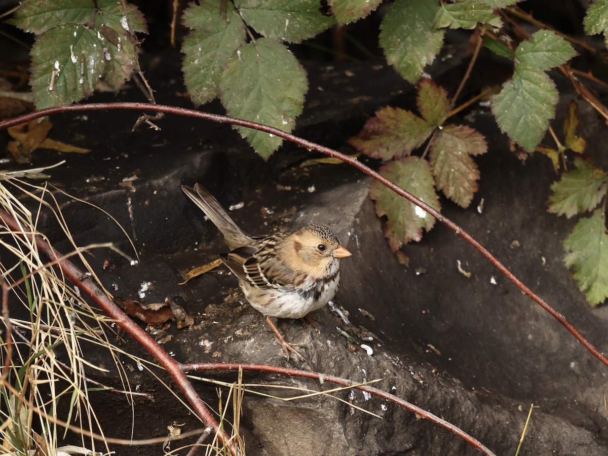 Harris's Sparrow - ML645974946