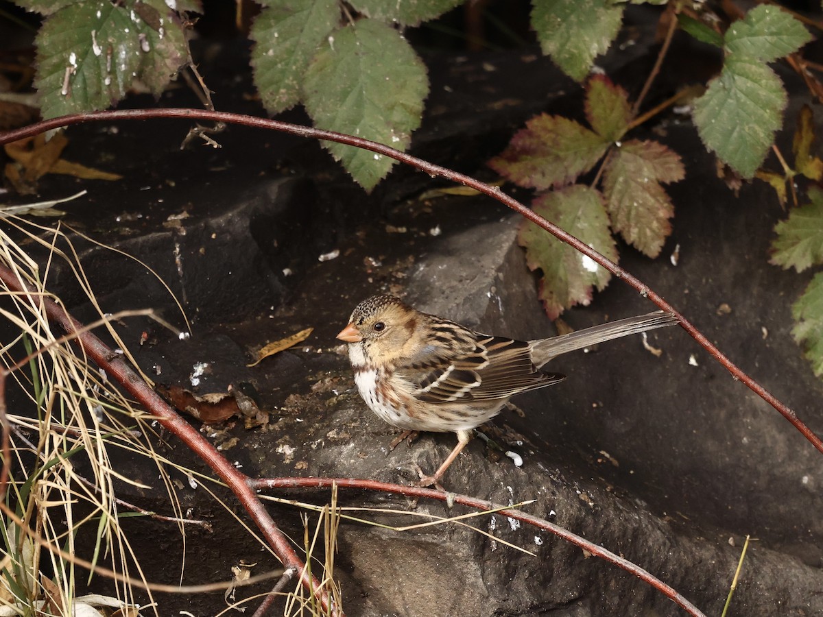 Harris's Sparrow - ML645974947