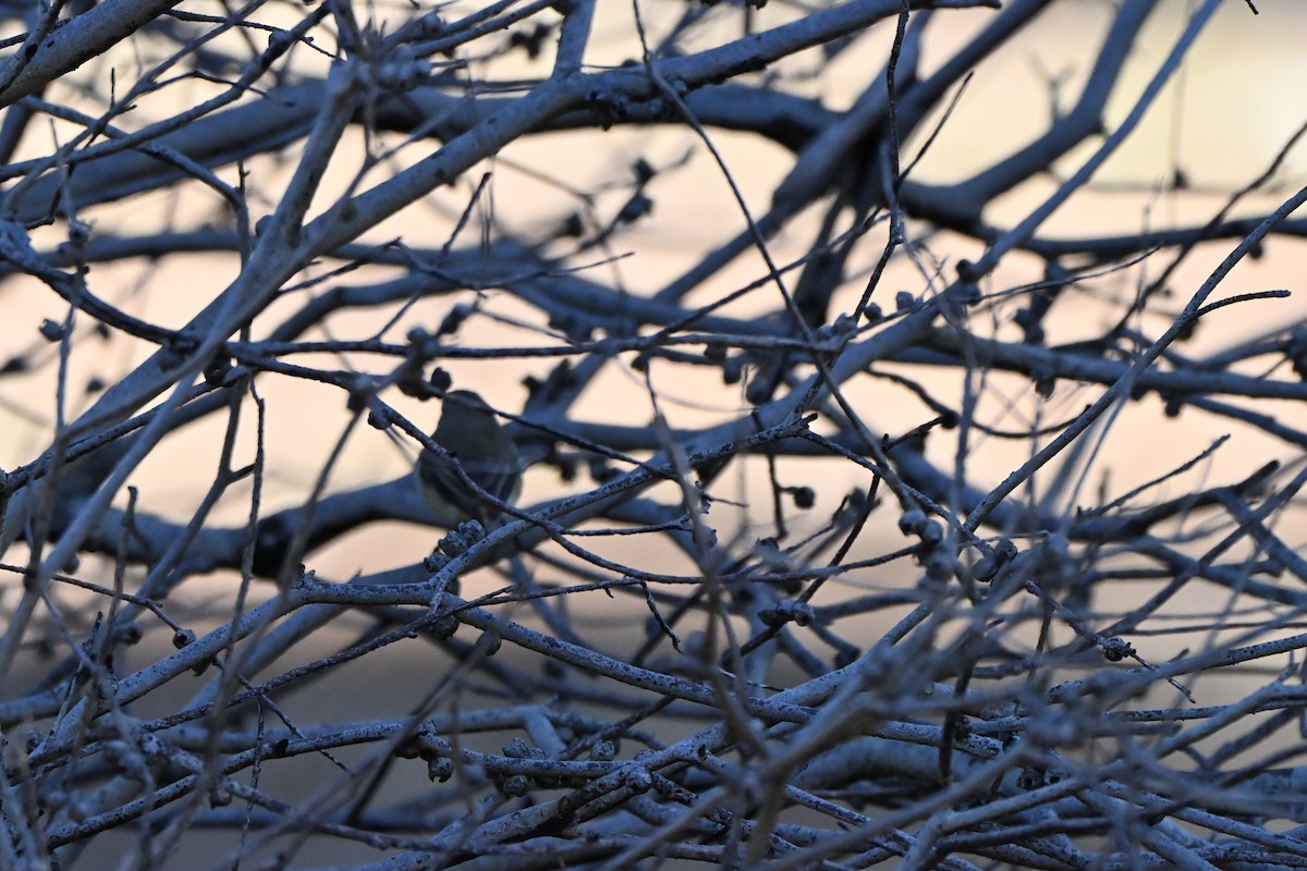 Inland Thornbill - ML645974949