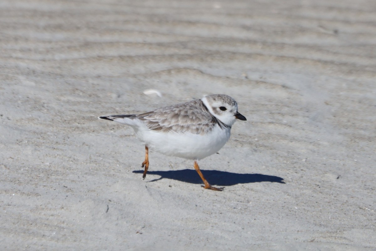 Piping Plover - ML645974950