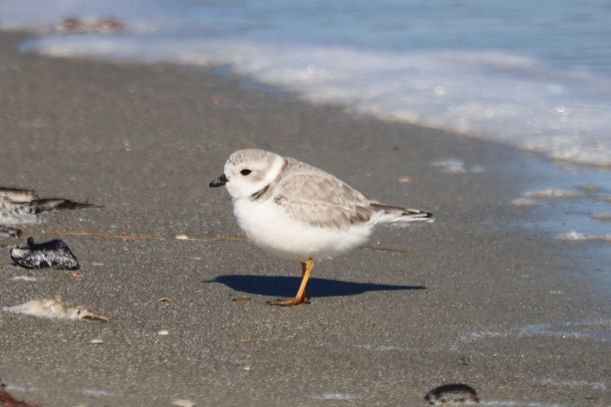 Piping Plover - ML645974951