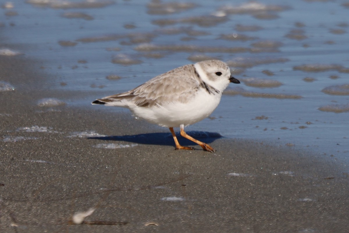 Piping Plover - ML645974952