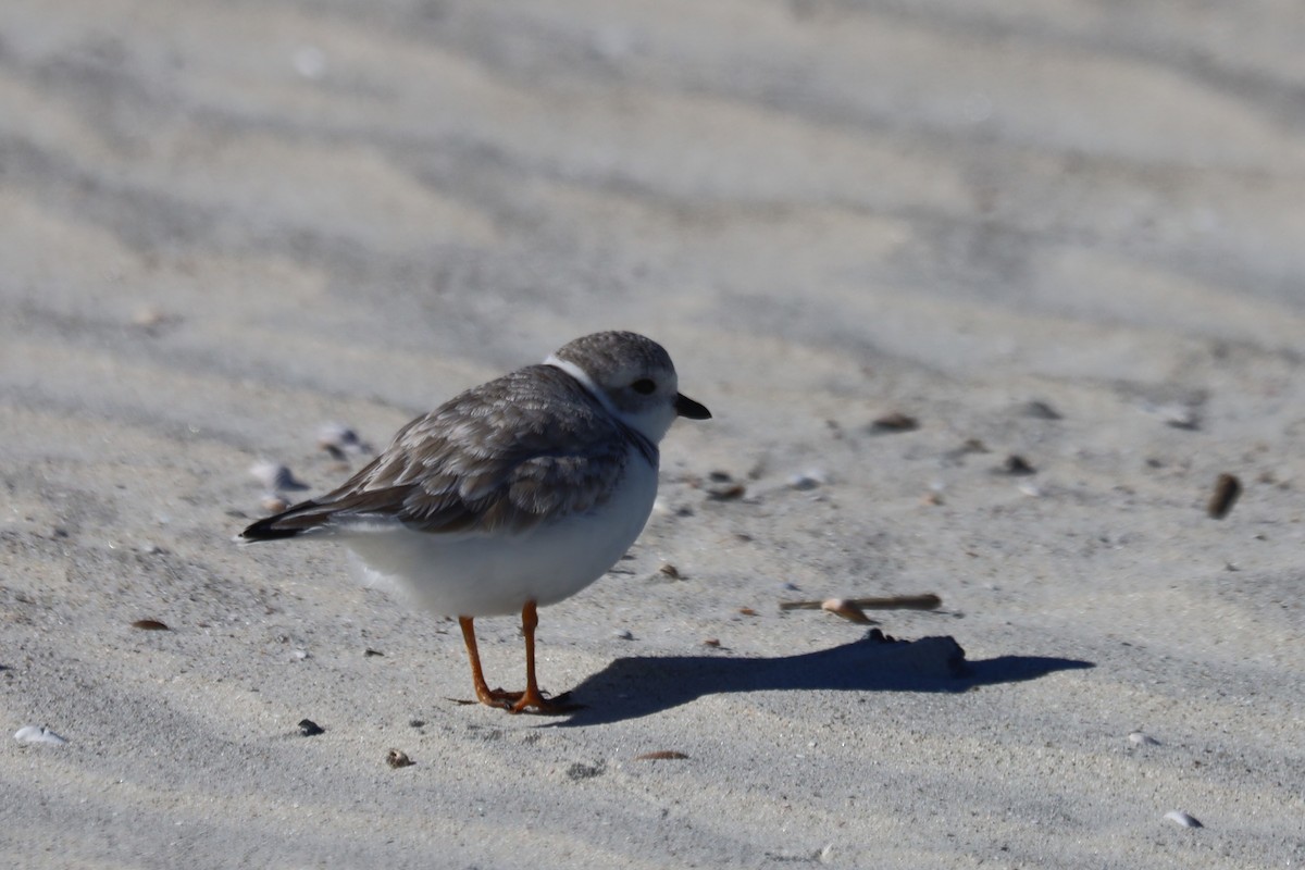 Piping Plover - ML645974953