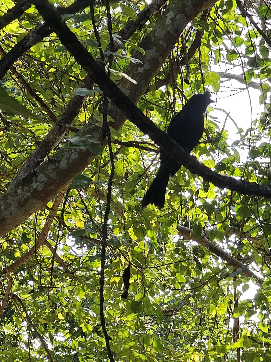 Greater Racket-tailed Drongo - ML645974954