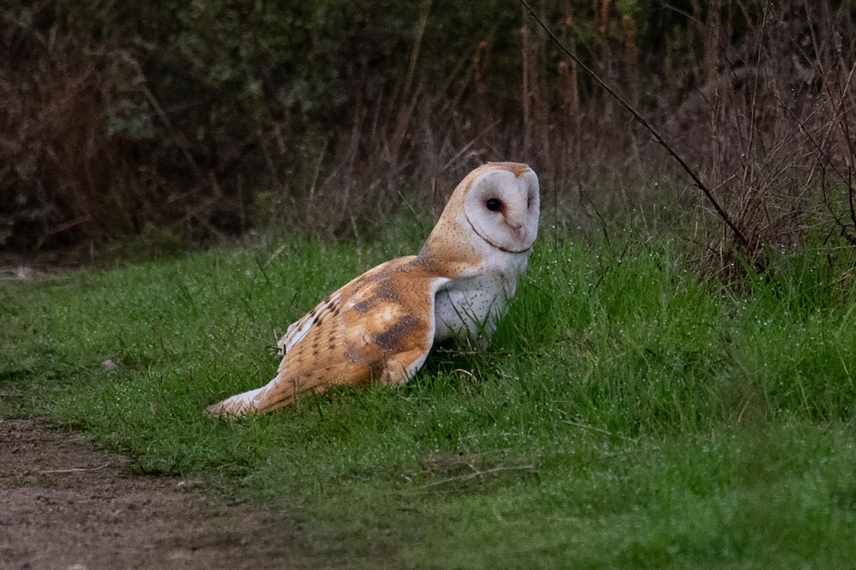 Hontz zuri amerikarra - ML645974955